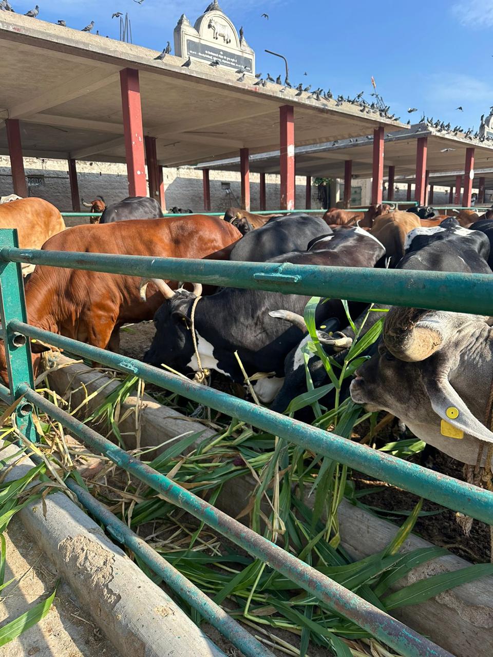 Many cows at the gaushala